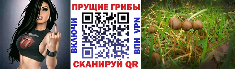 Галлюциногенные грибы Psilocybine cubensis Полярные Зори